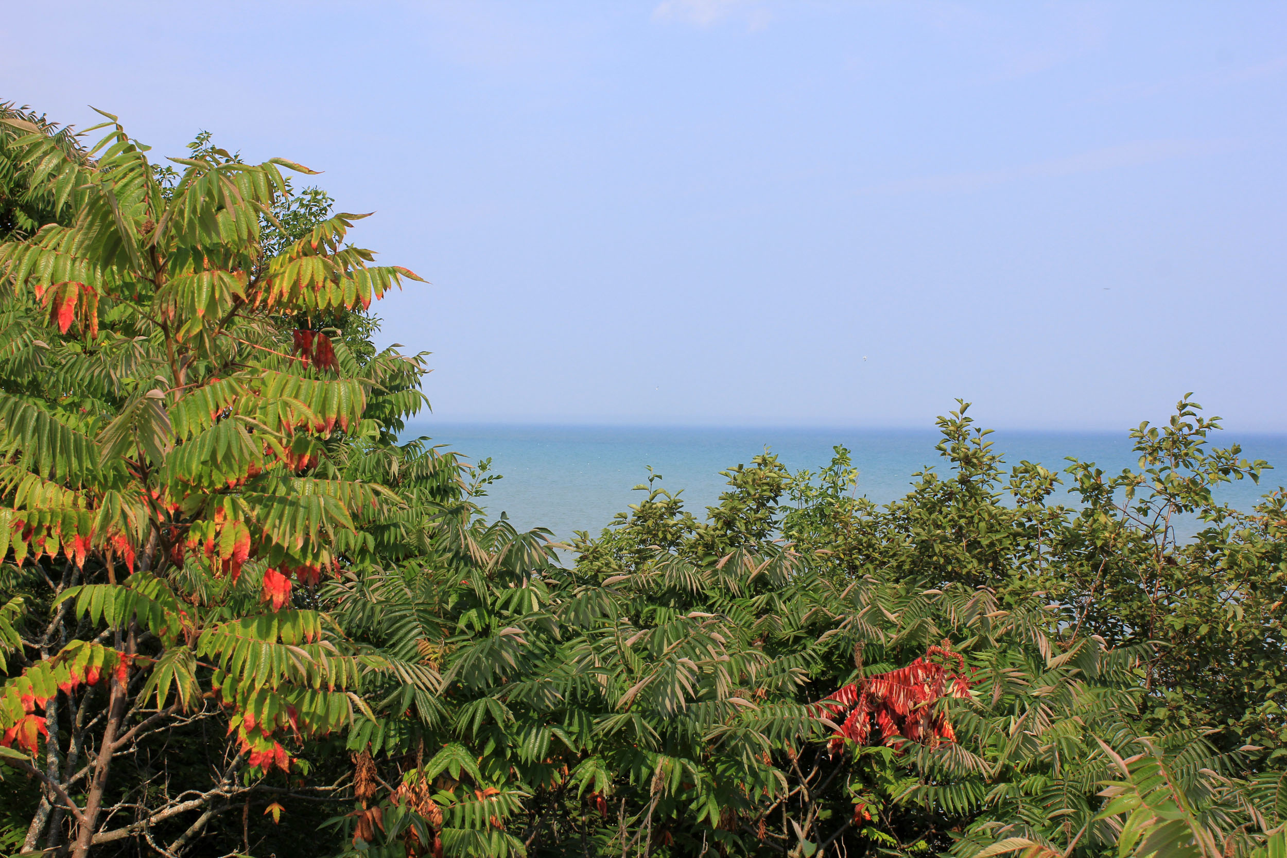 Lake from the Bush