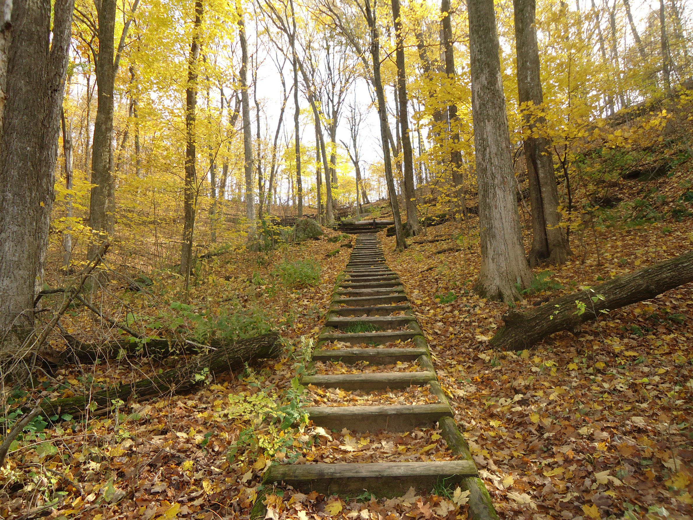 Steps on the hiking trail in Govenor Dodge State Park, Wisconsin image - Free stock photo ...
