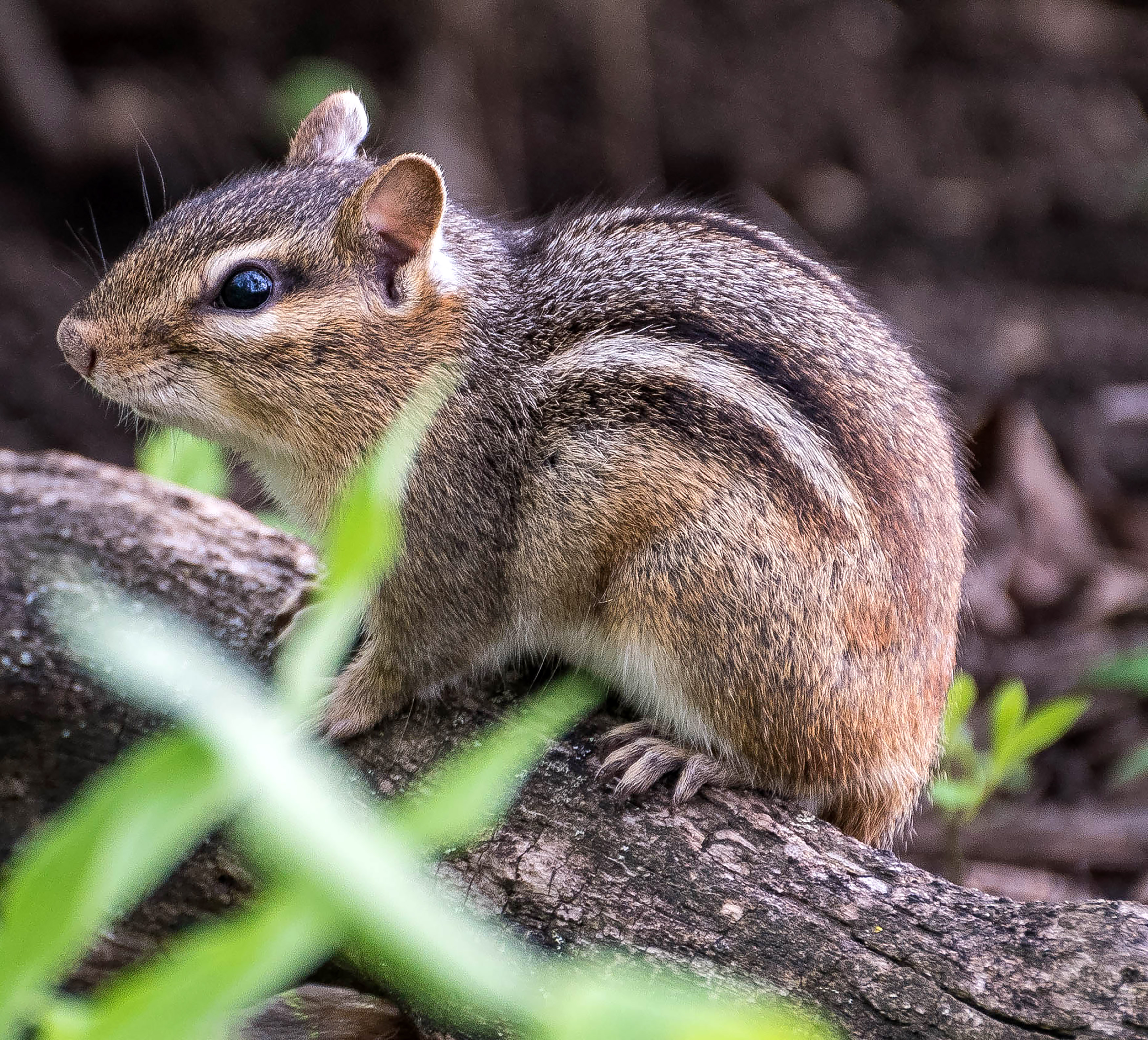 Eastern Chipmunk