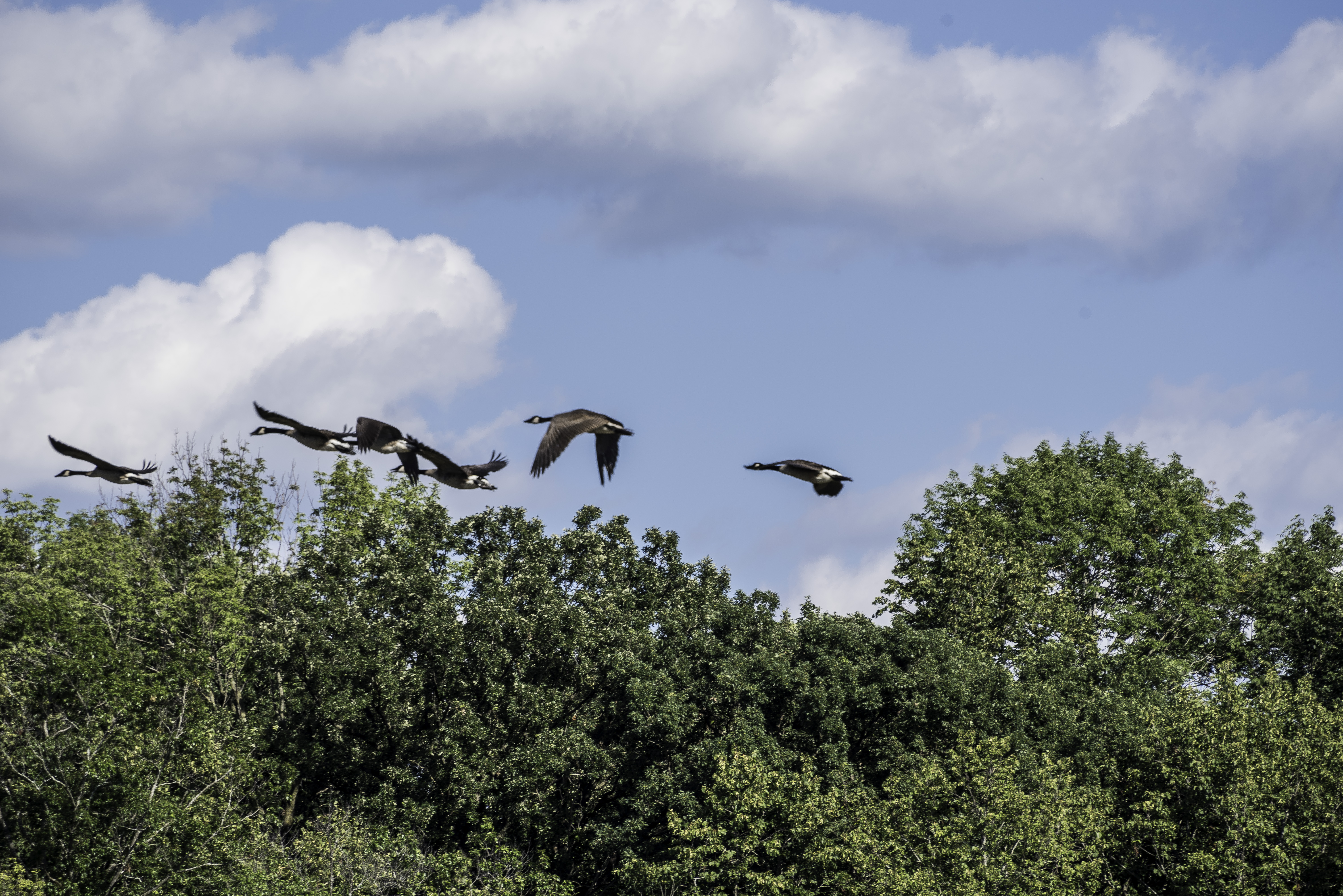 Group Of Geese In The Air 15