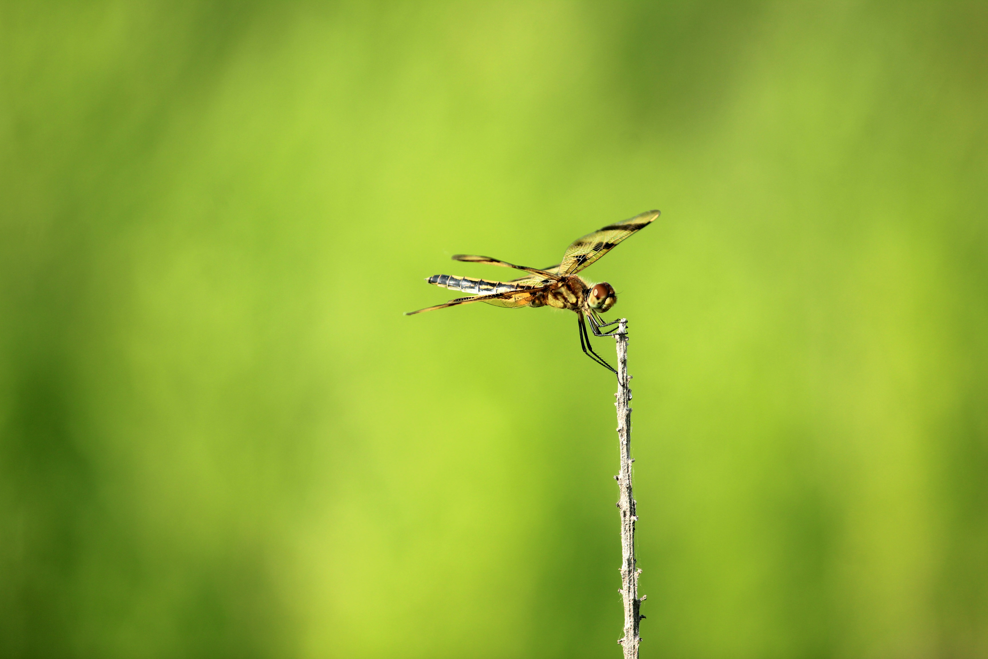 Dragonfly