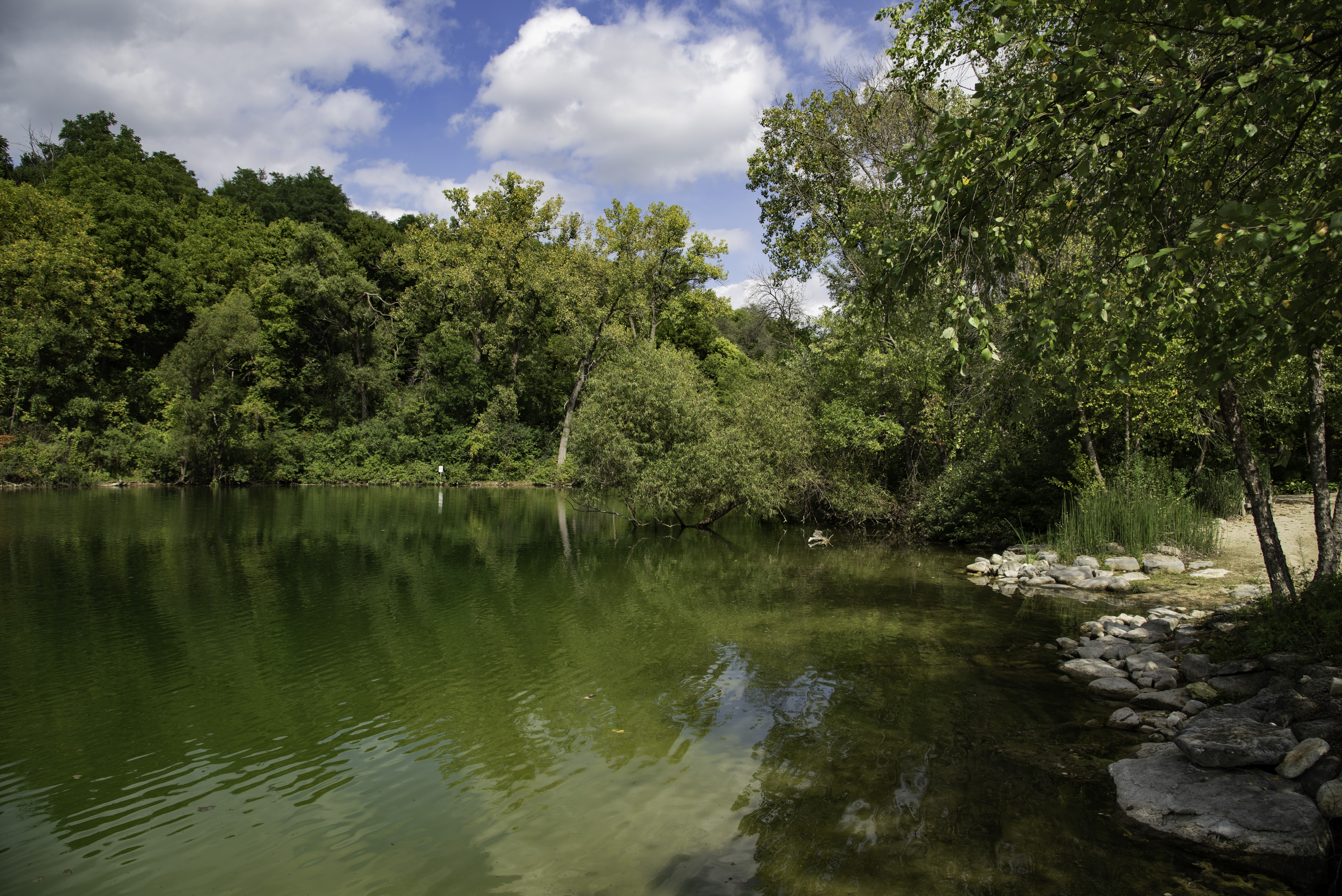 Lakeshore Green Water Trees And Nature Image Free Stock Photo