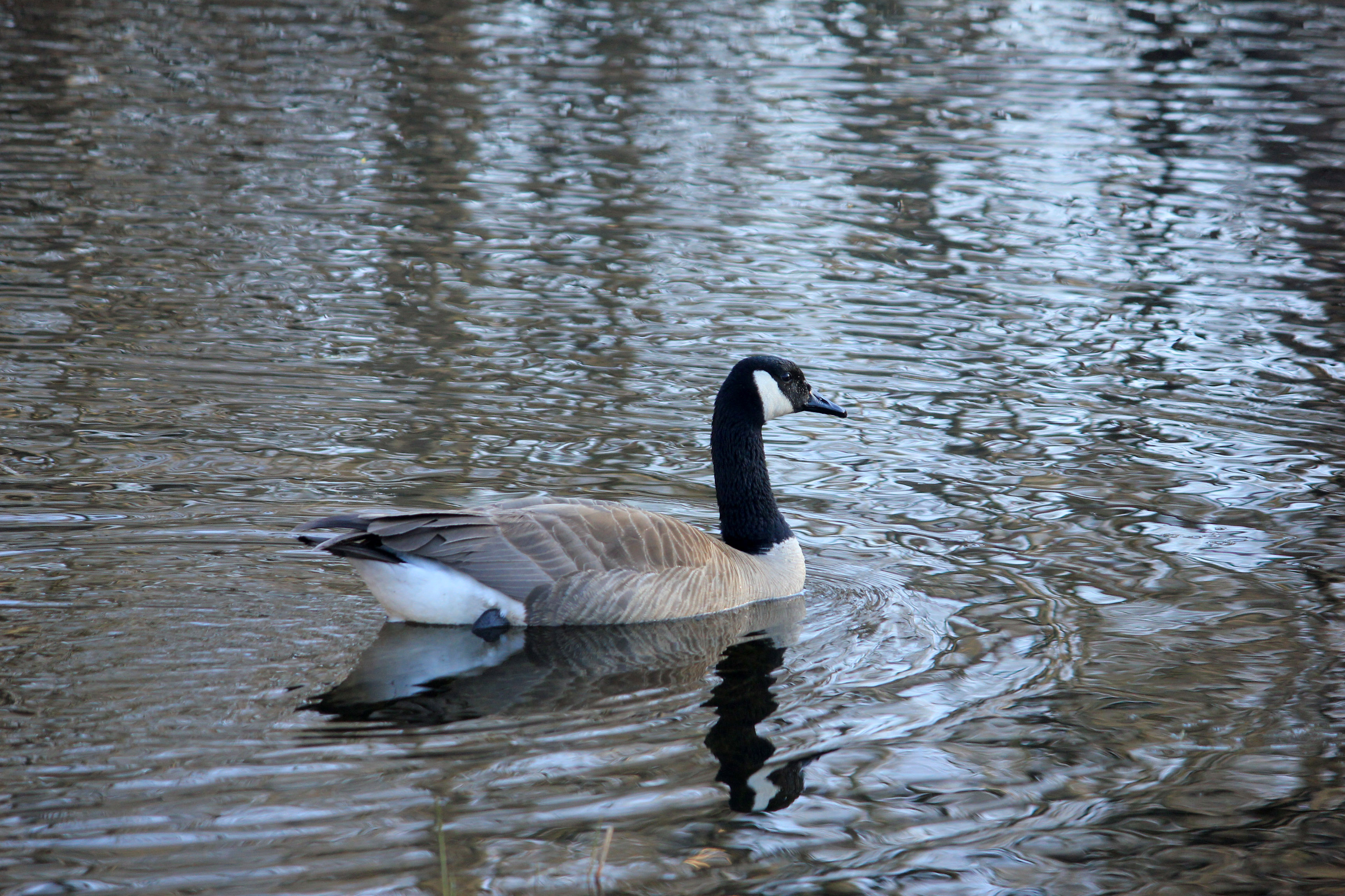 Canadian Geese at Kettle Moraine South, Wisconsin image - Free stock ...