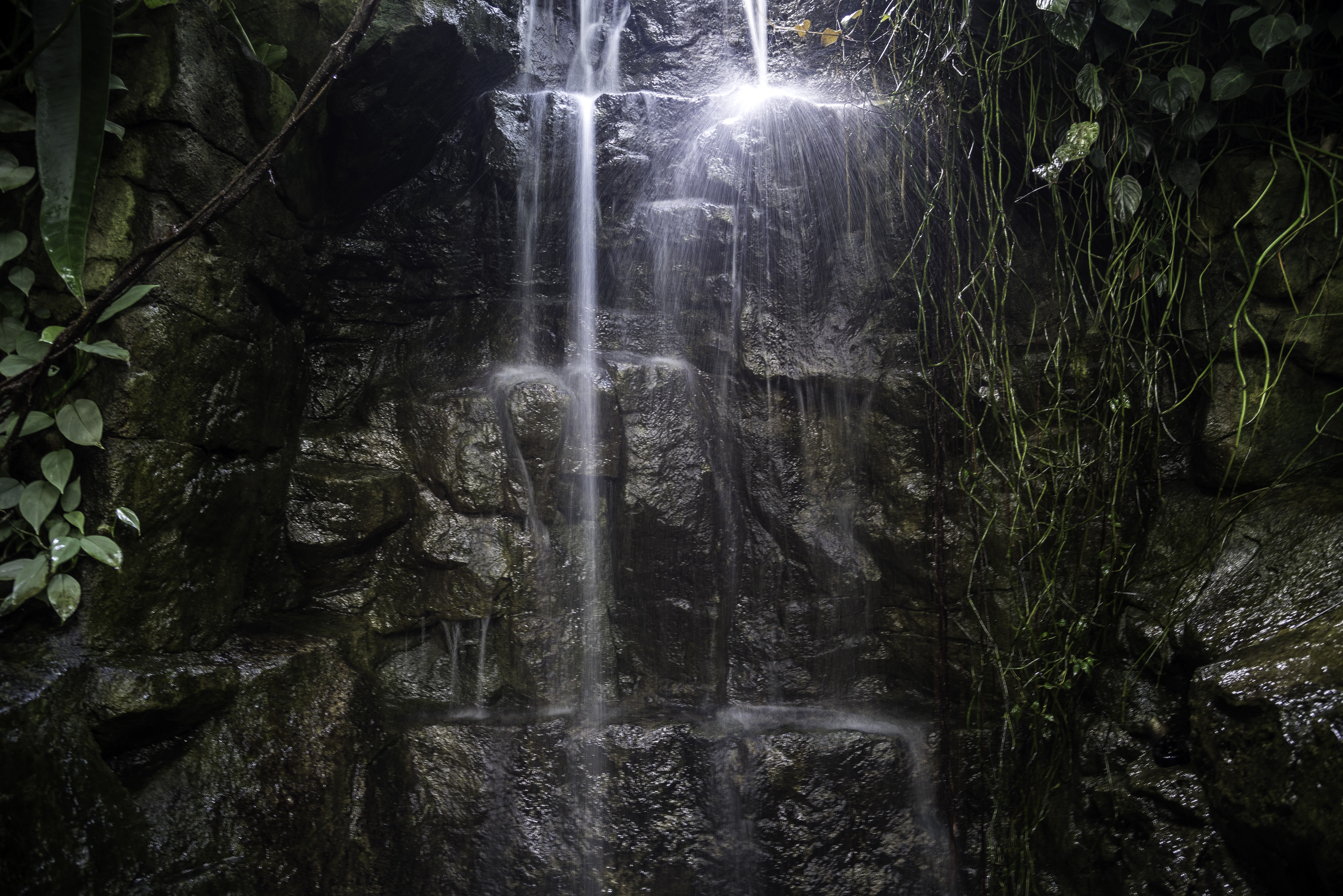 Waterfall Inside The Greenhouse At Olbrich Botanical Gardens Image