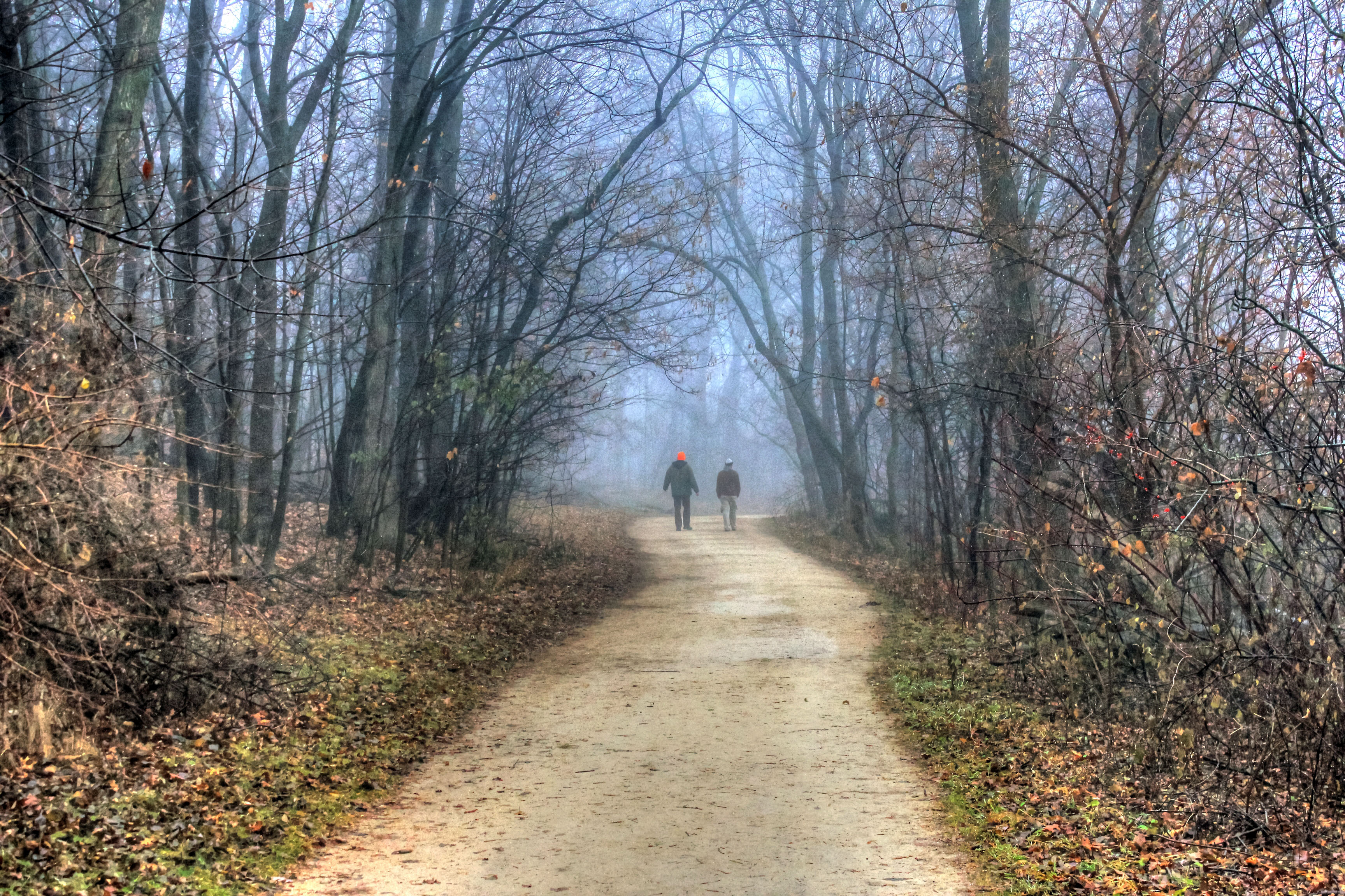 Free Stock Photo of People walking into misty forest in 
