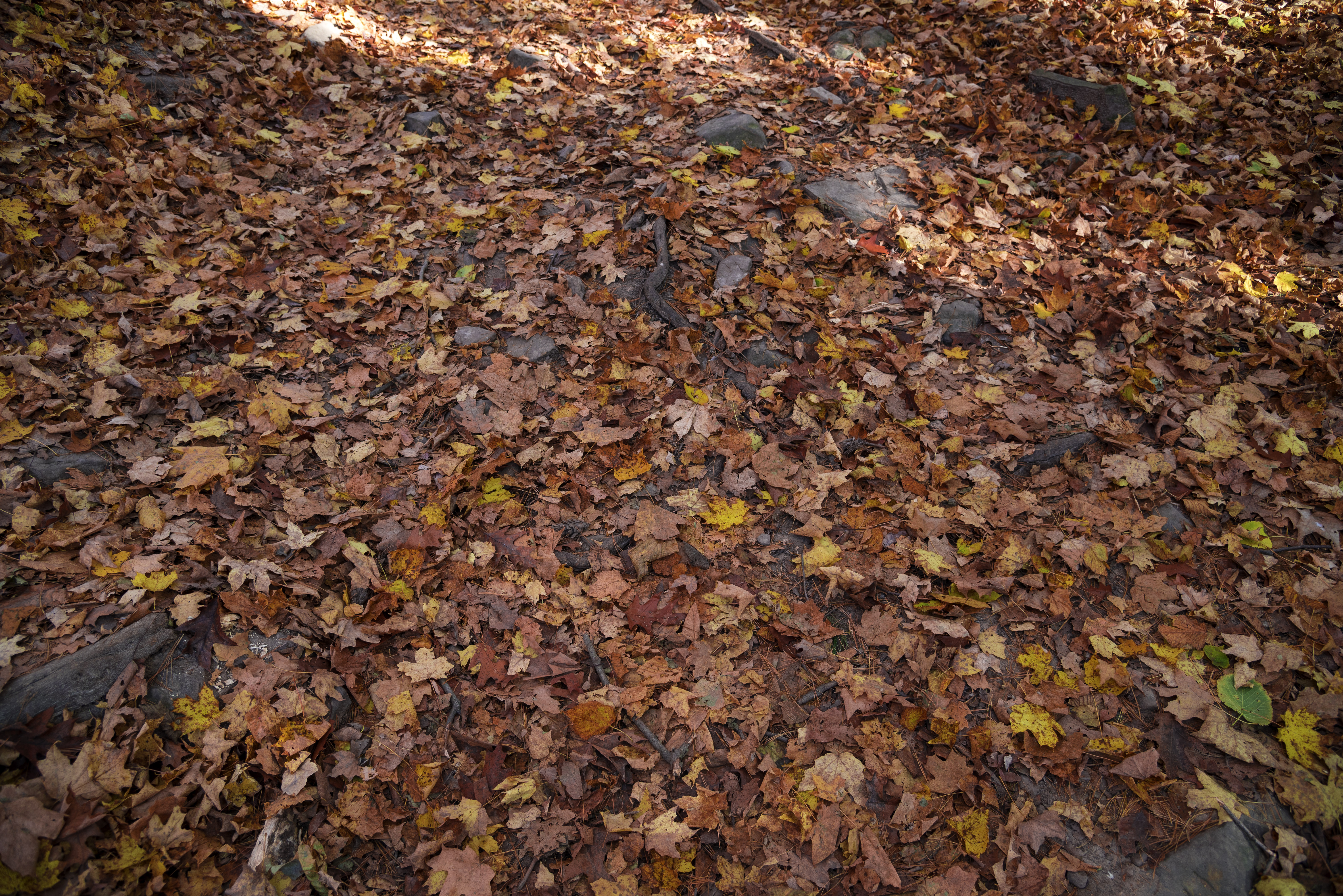 Reddish Leaves On The Forest Floor At Pewit S Nest Wisconsin Image Free Stock Photo Public Domain Photo Cc0 Images