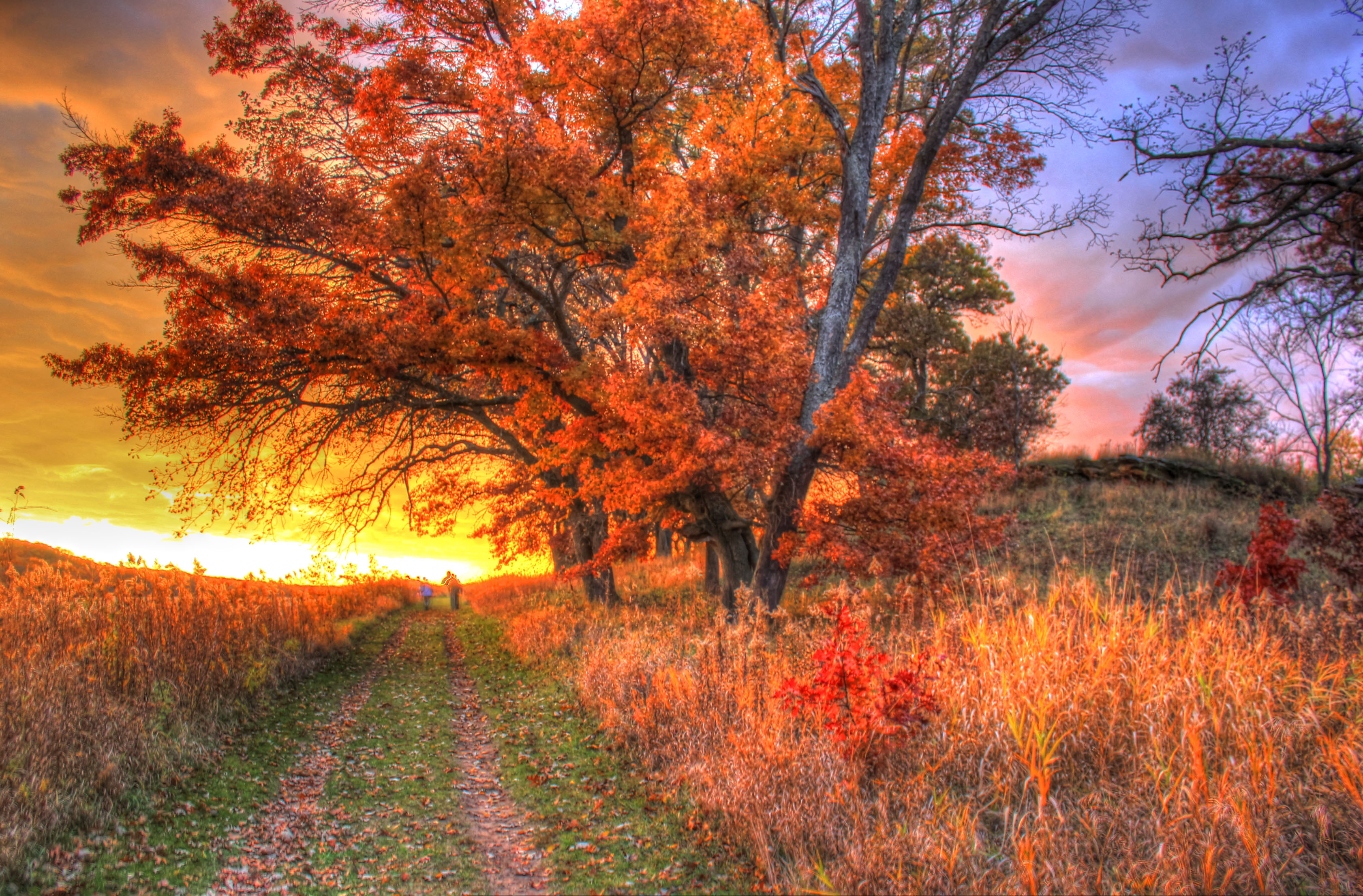 Sunset over Trees