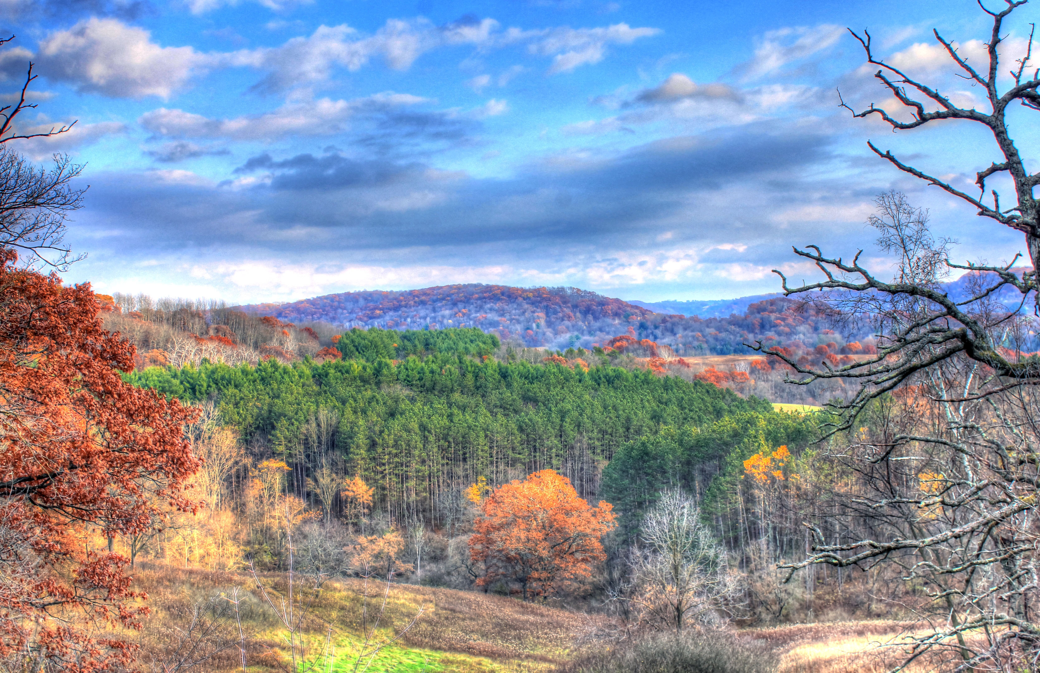 Autumn Forest