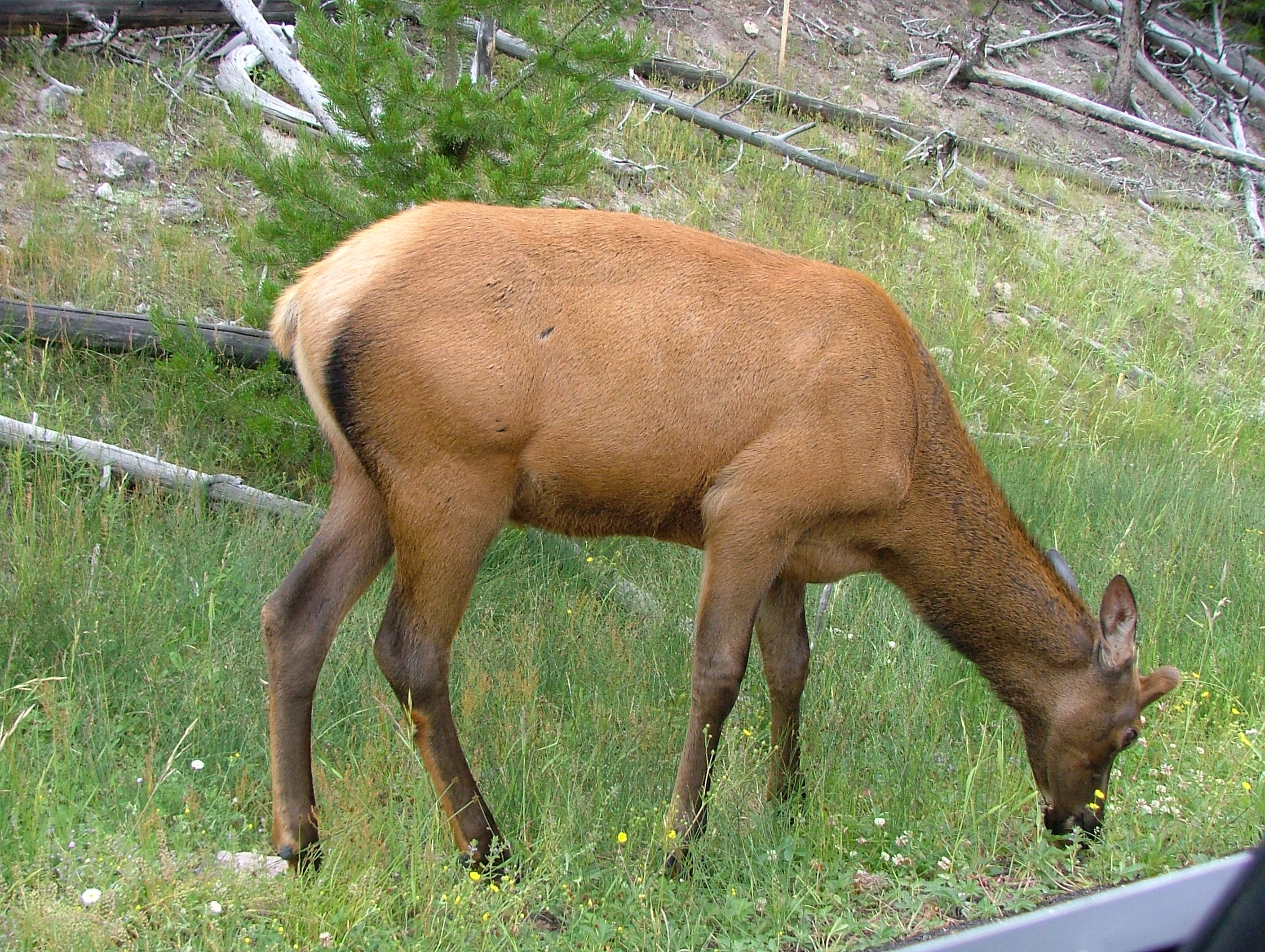 Лось женского. Олень вапити самка. Cervus canadensis nelsoni. Лось пасется. Самка лося.