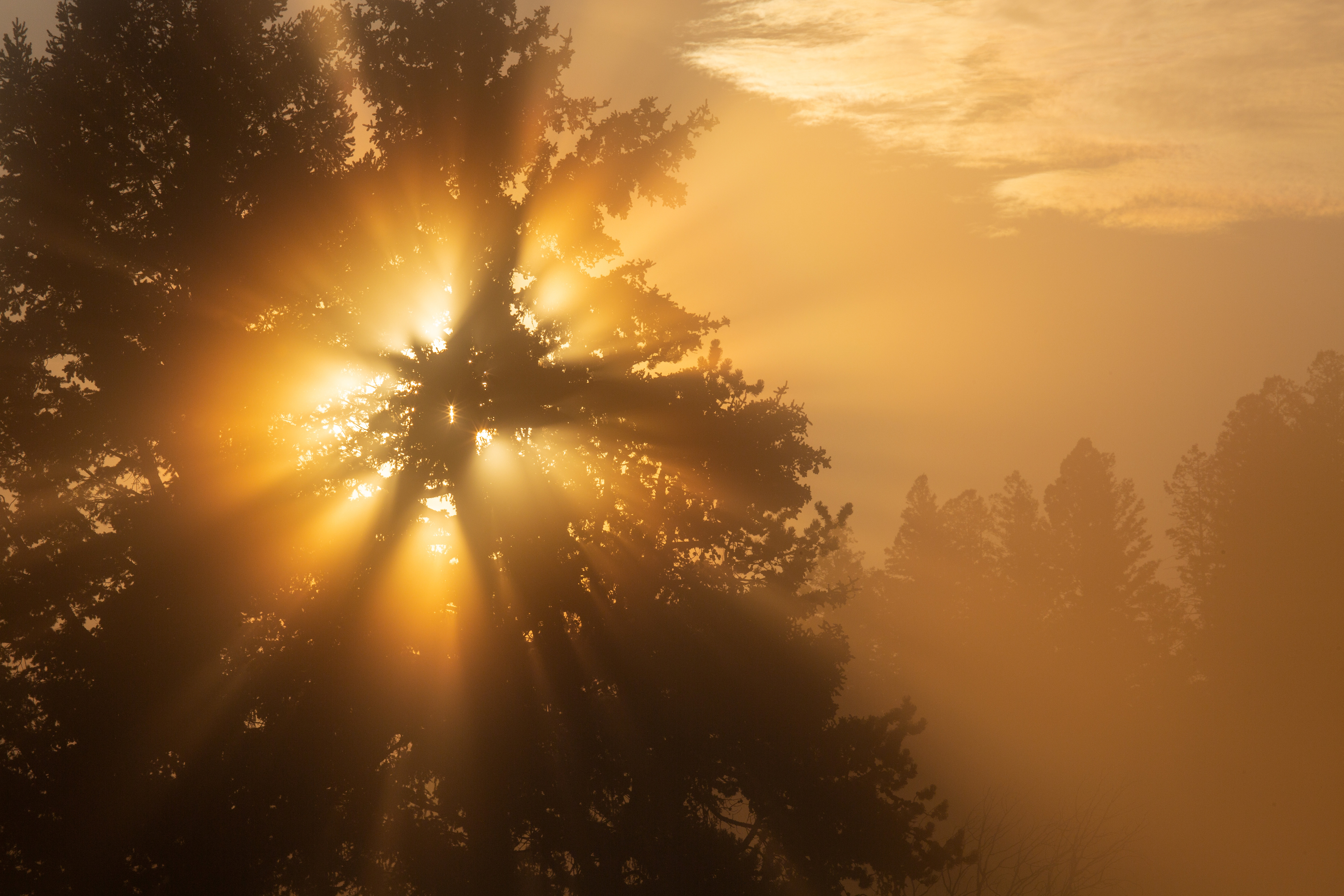 Download Foggy Yellow Sunrise image - Free stock photo - Public ...