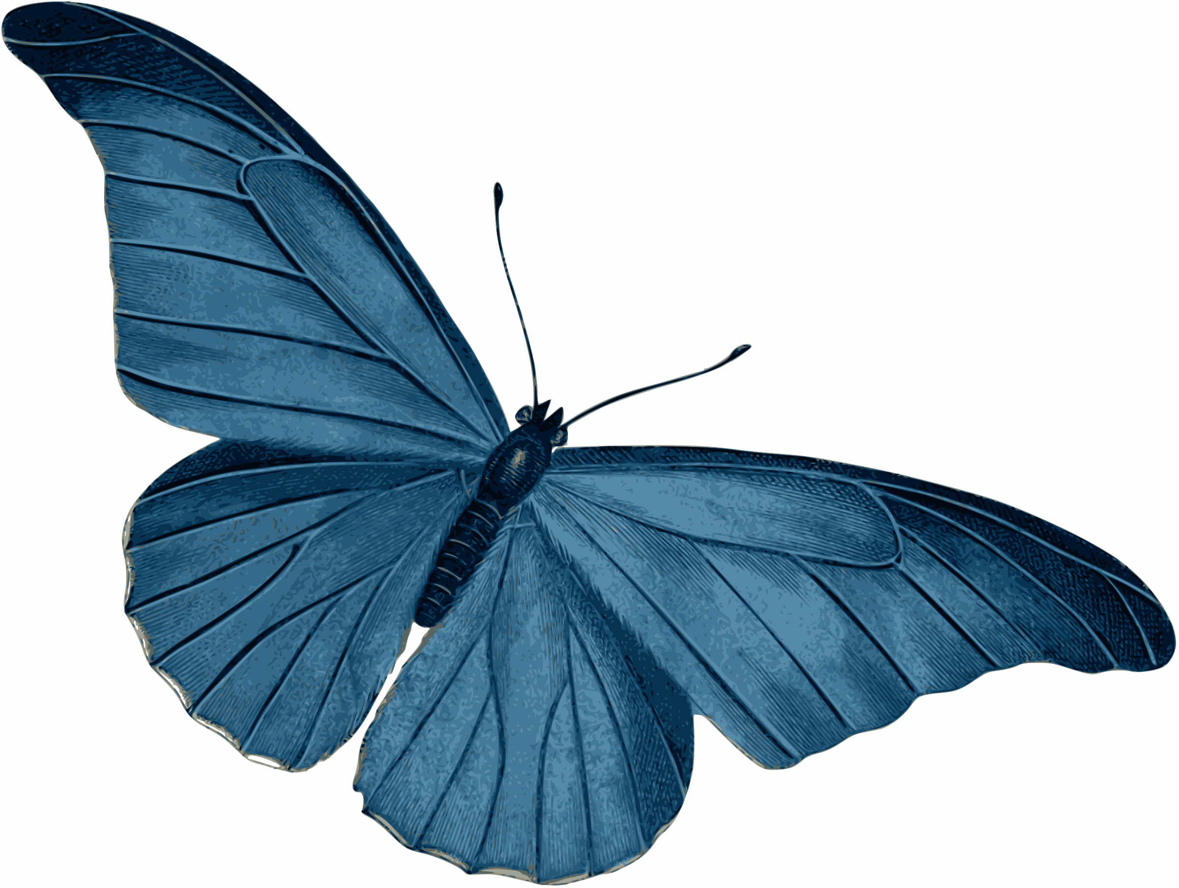 Blue Butterfly Vector Art image - Free stock photo - Public Domain