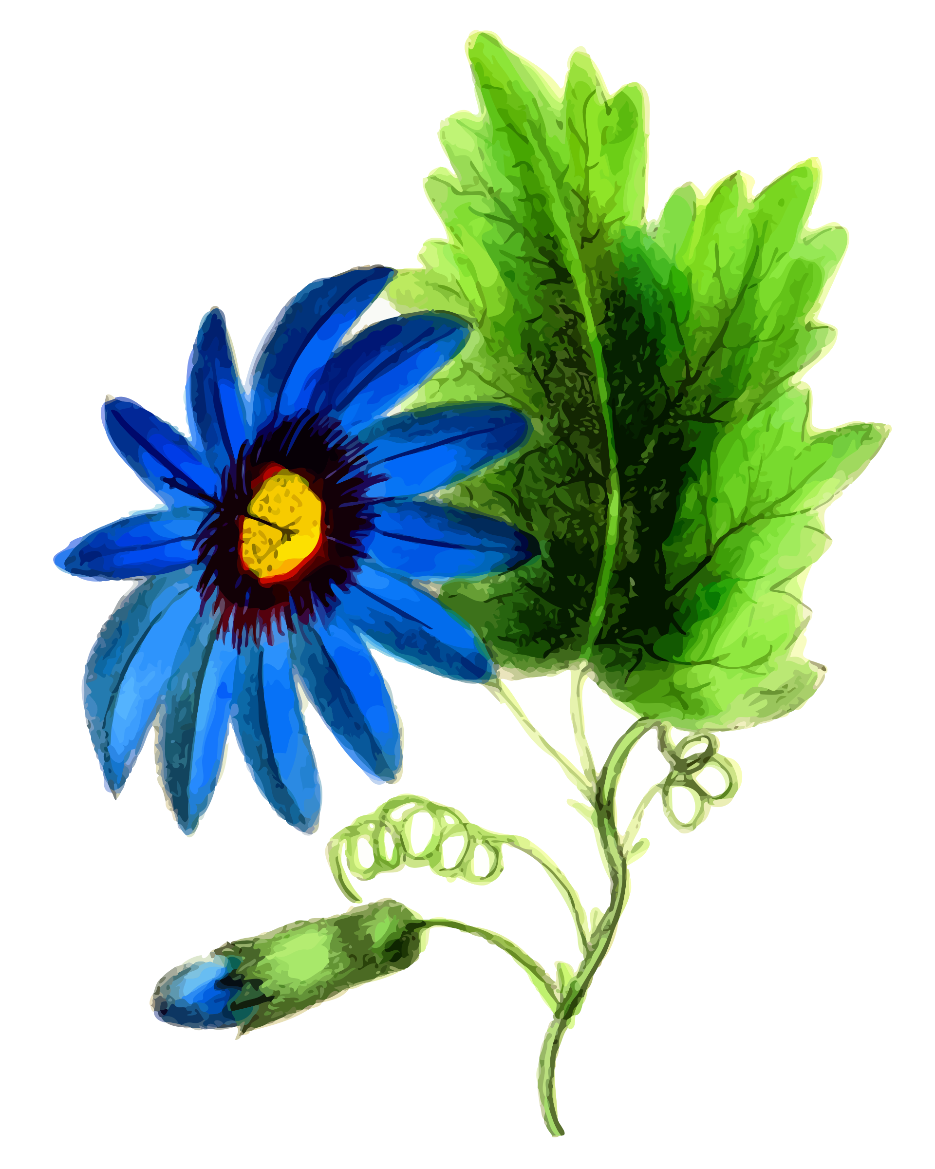 Blue Flower Vector  Clipart image Free stock photo 