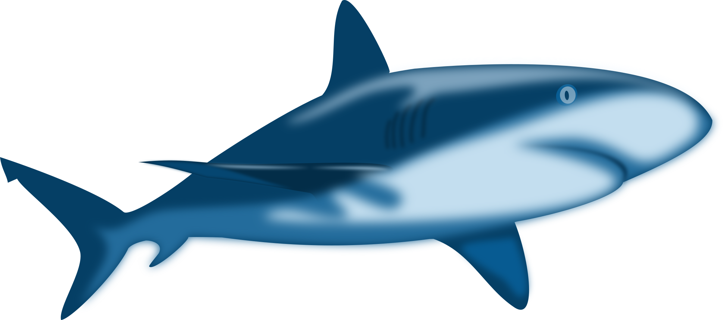 Blue Shark Vector Art image - Free stock photo - Public Domain photo