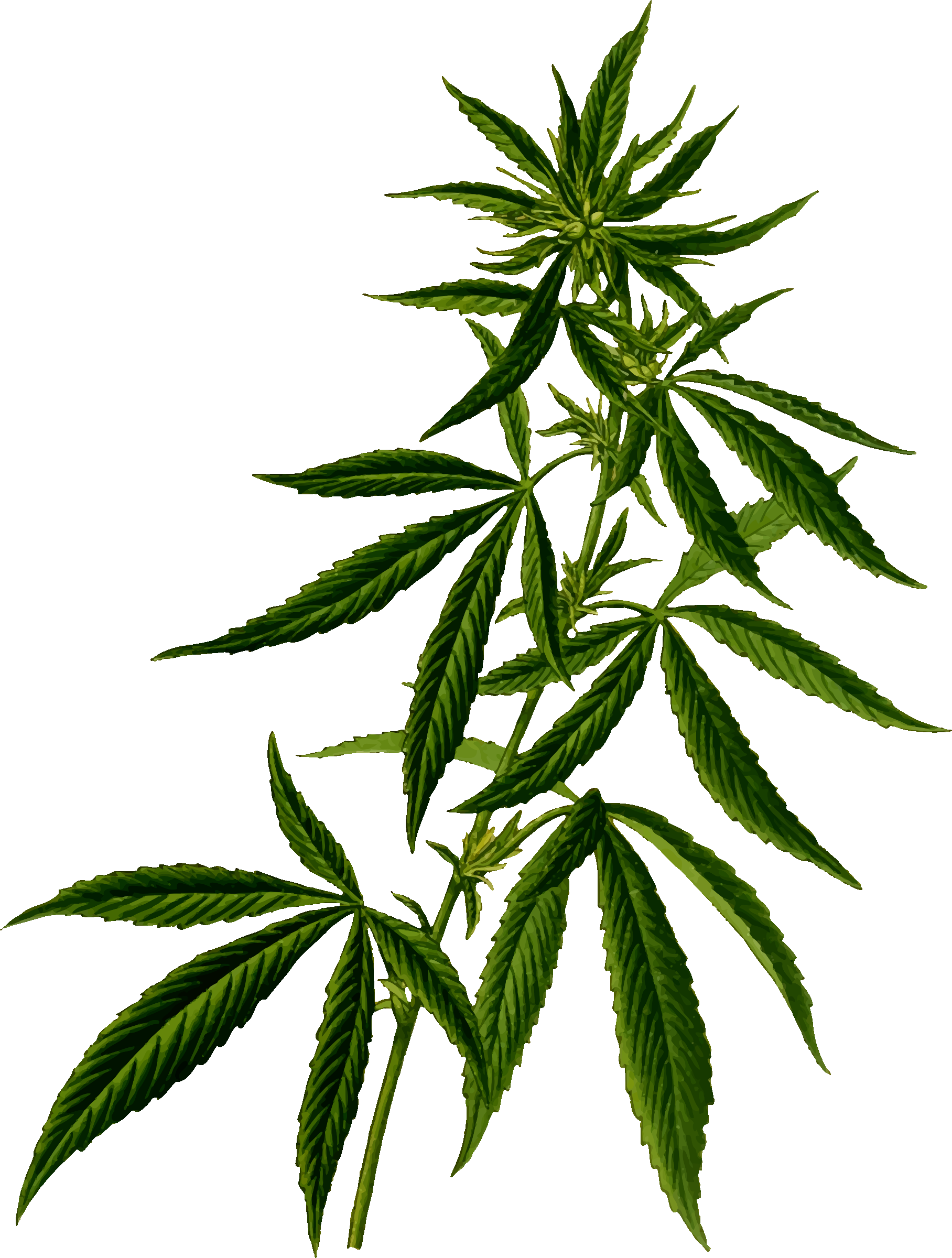 free clip art weed leaf - photo #41