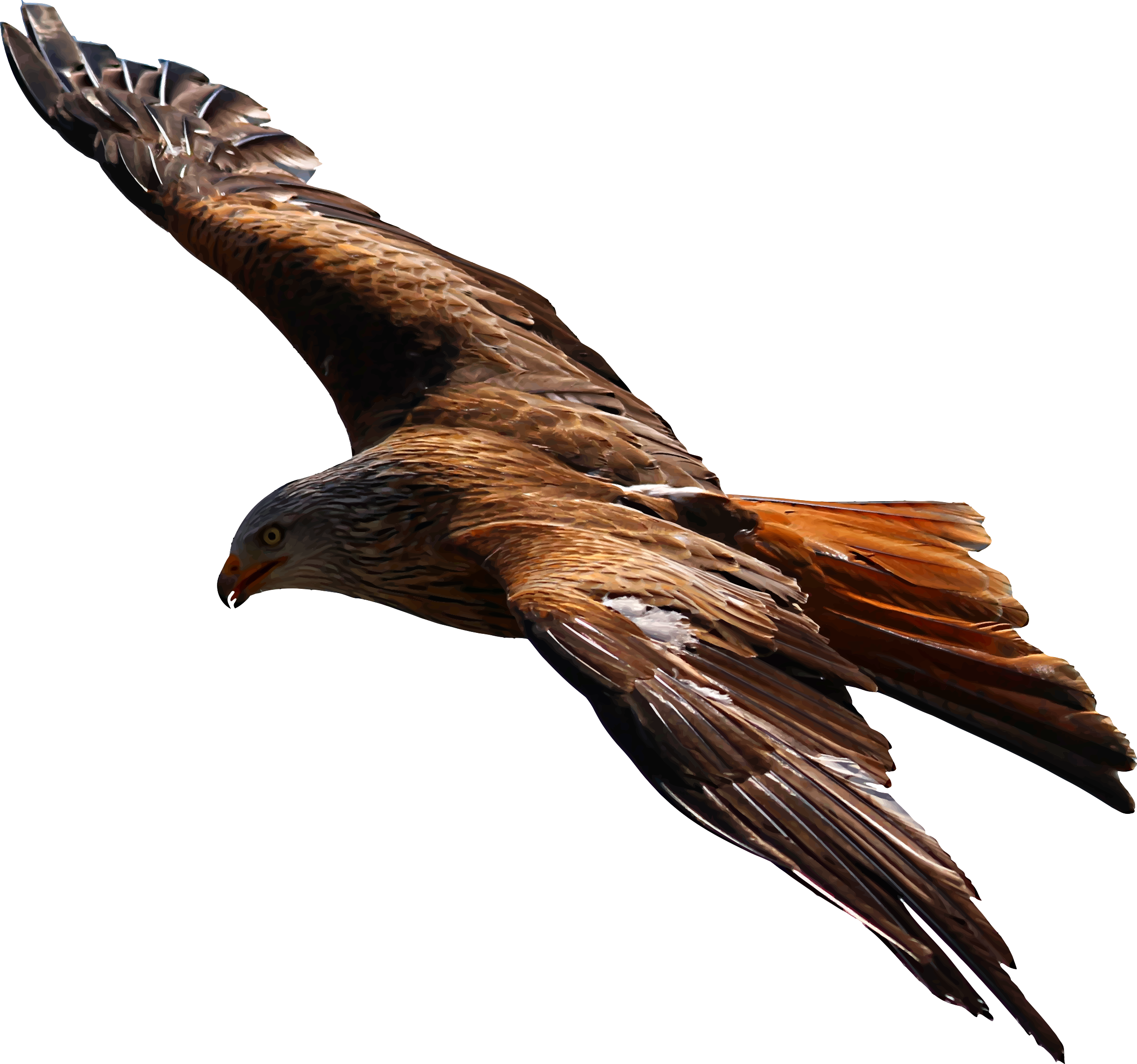 eagle clip art high resolution - photo #21