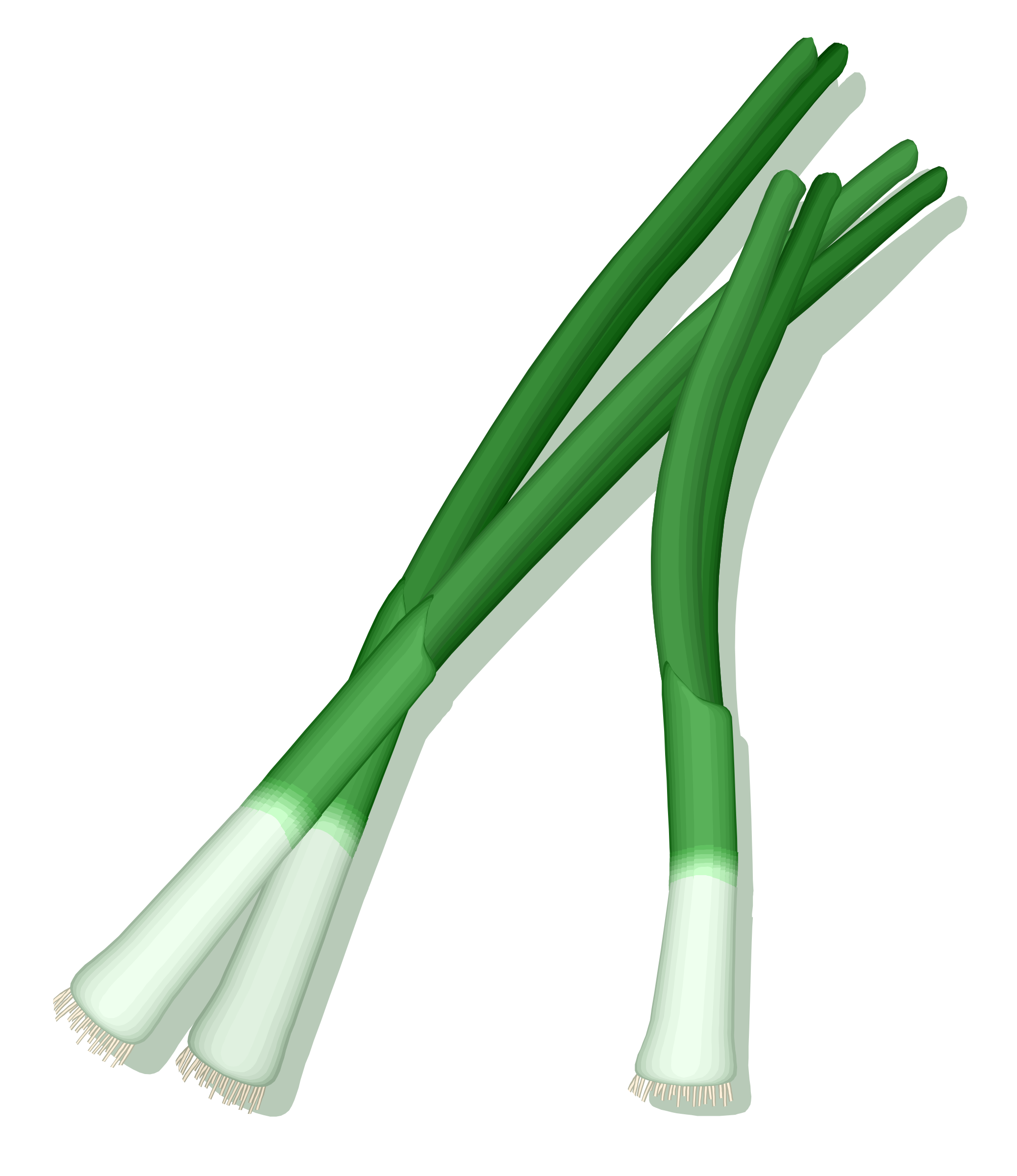 spring onion clipart - photo #20