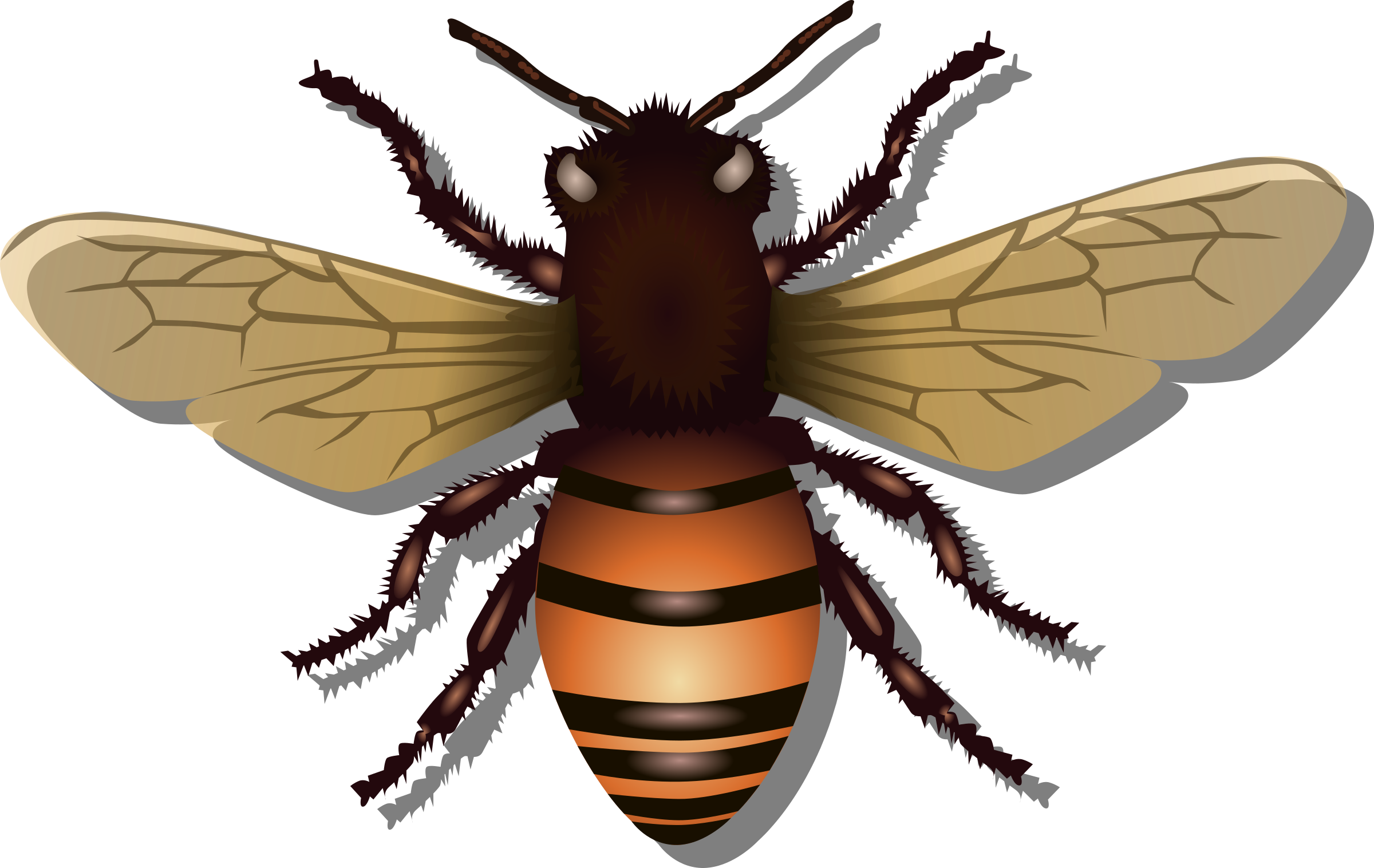 Download Honey Bee Vector Clipart image - Free stock photo - Public ...