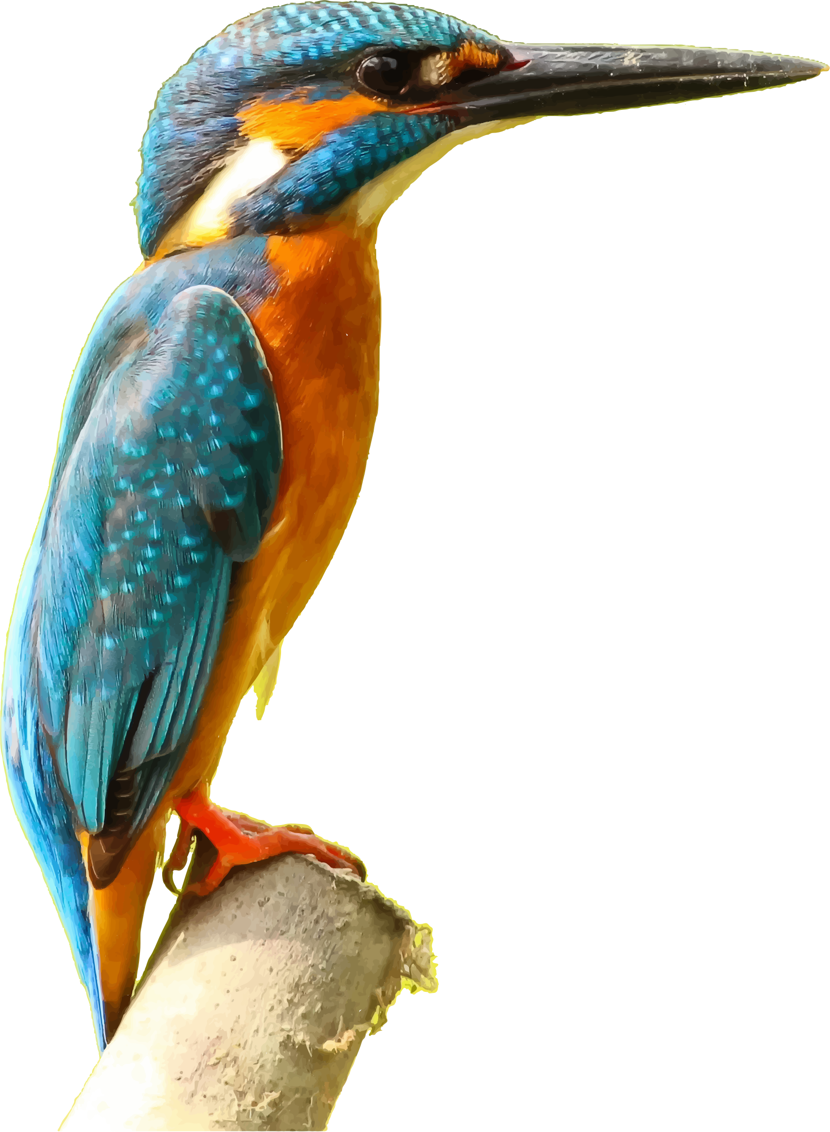 Download Kingfisher bird vector clipart image - Free stock photo ...