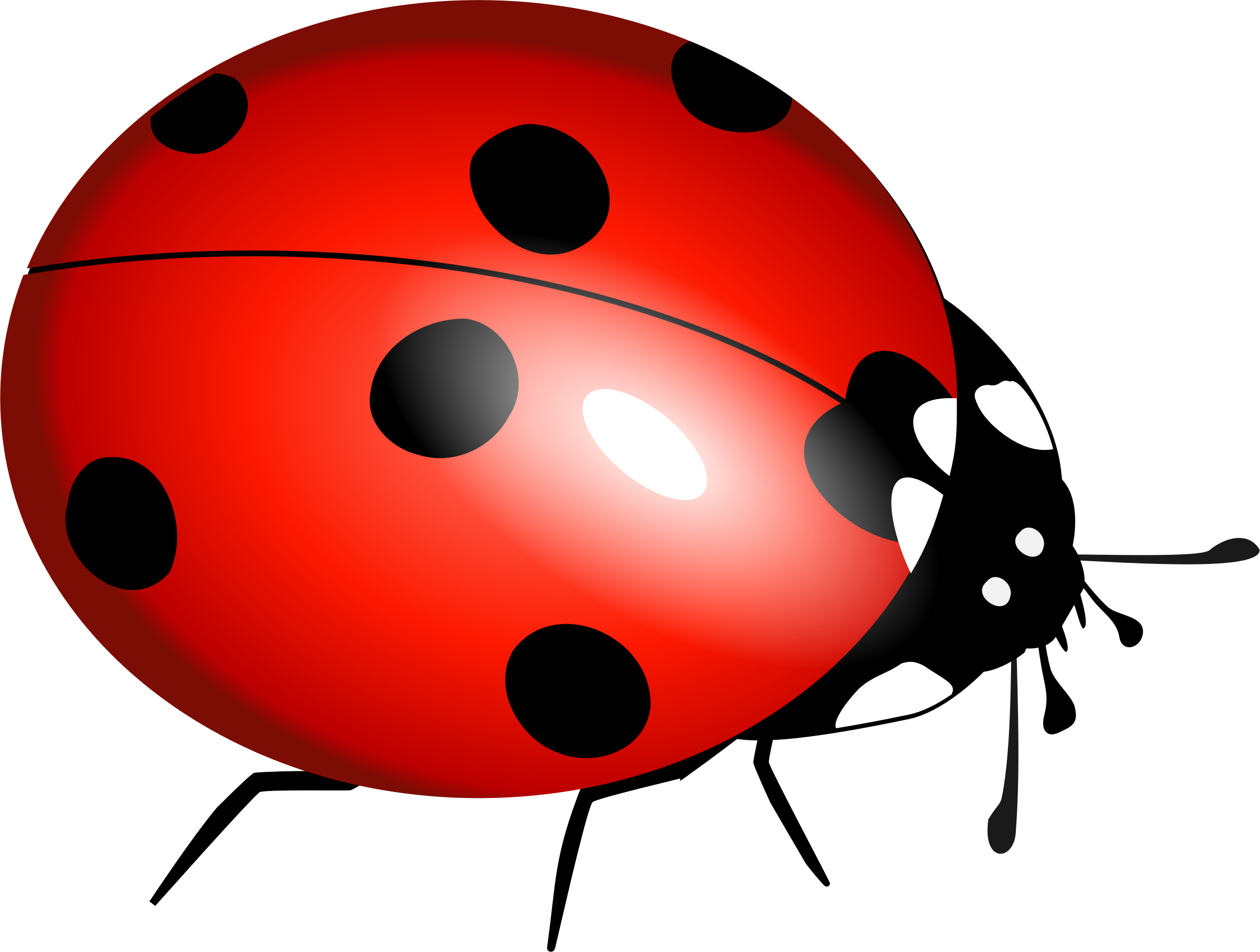 Ladybug PNG Transparent Images Free Download, Vector Files