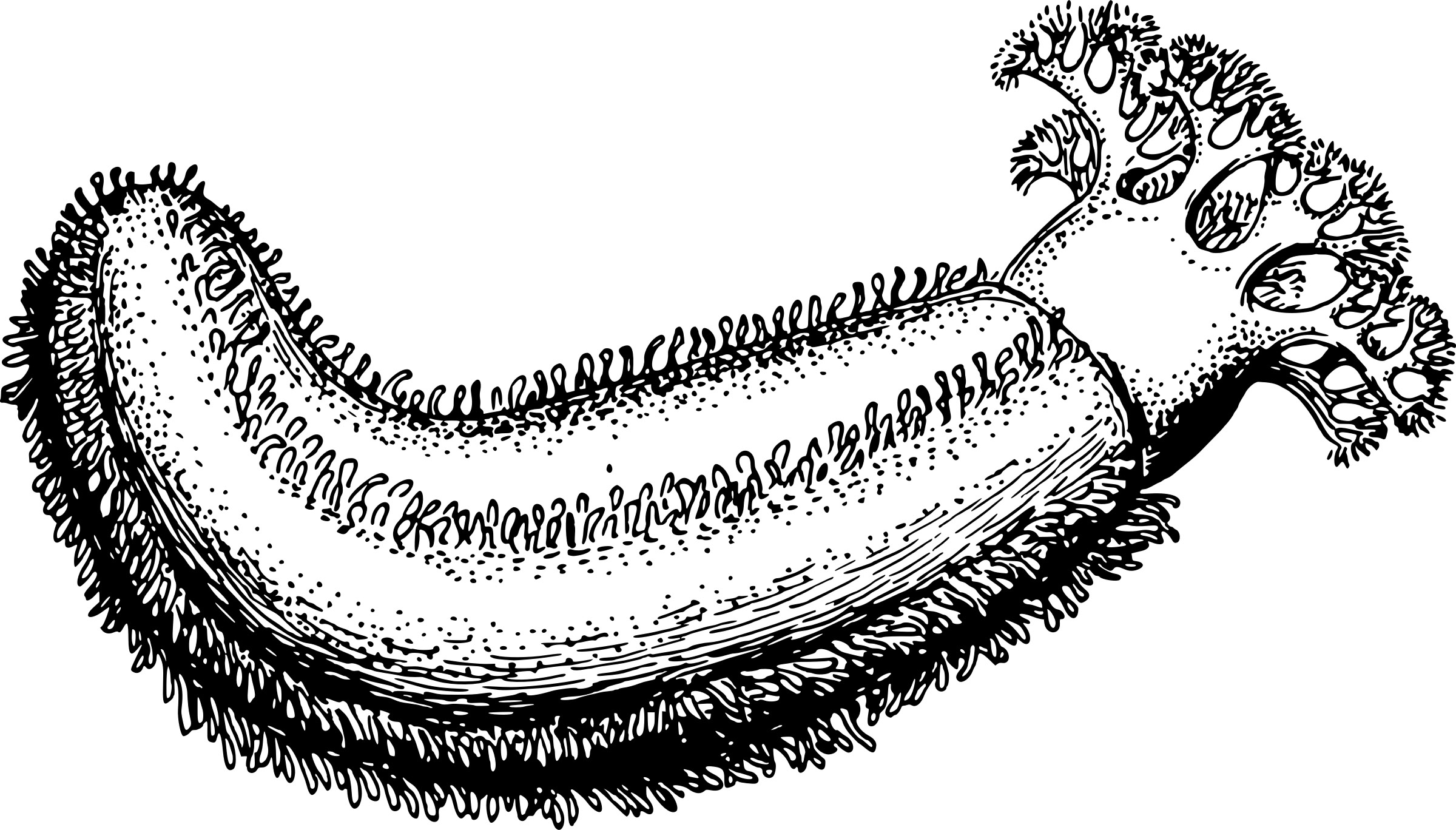 How To Draw A Sea Cucumber