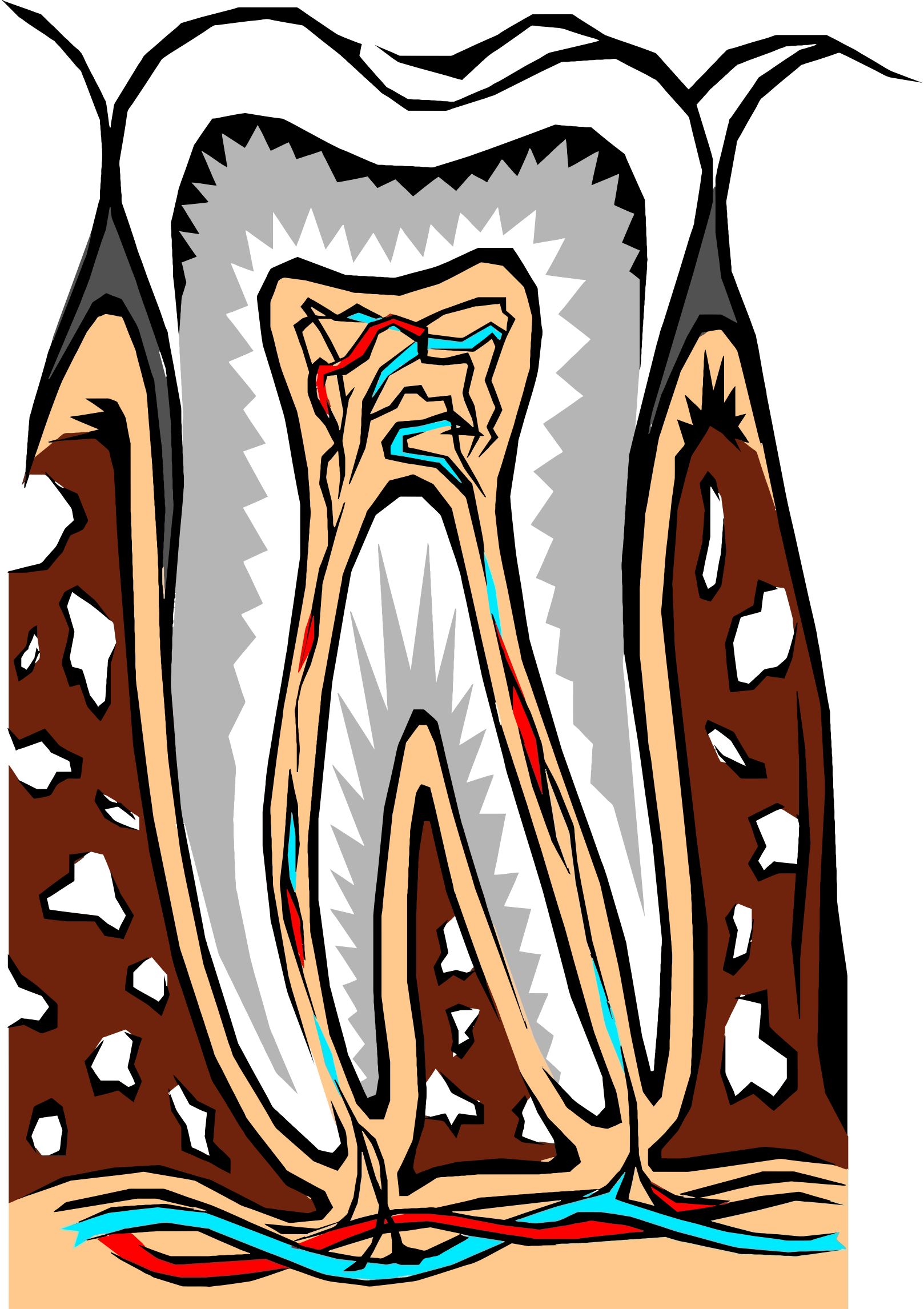 Картинка зубы человека