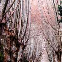 Trees in the Garden in Algiers, Algeria