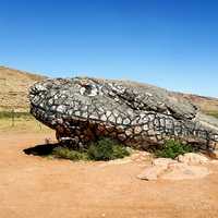 Large Rock Lizard Head in Algeria