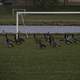 Canadian Geese by a Goalpost