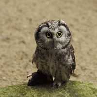 Eurasian Pygmy Owl - Glaucidium passerinum