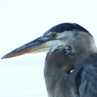 Heron with Sharp Beak