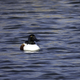 Northern Shoveler in Water