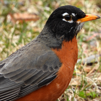 Robin extreme Close-up