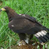 Adolescent Golden Eagle - Aquila chrysaetos