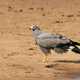 African Harrier Hawk on the ground