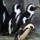 African Penguin