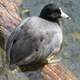 American Coot - Fulica americana