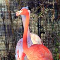 American Flamingo