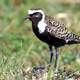 American golden plover -- Pluvialis dominica