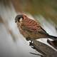 American Kestrel Perched on Tree Bark