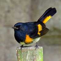 American Redstart-Setophaga ruticilla Bird