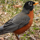 American Robin Full frame shot