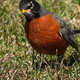 American Robin on grass