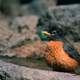 American Robin Picture - Turdus migratorius