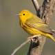 American Yellow Warbler-Setophaga petechia