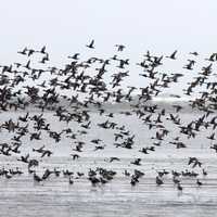 American Wigeons and Northern Pintails in flight