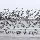 American Wigeons and Northern Pintails in flight