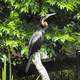  Anhinga -- Anhinga rufa