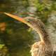 Anhinga Bird