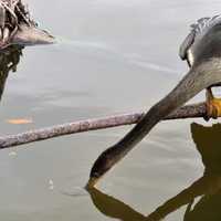 Anhinga taking a drink from the pond