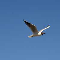 Arctic Tern flying in the air